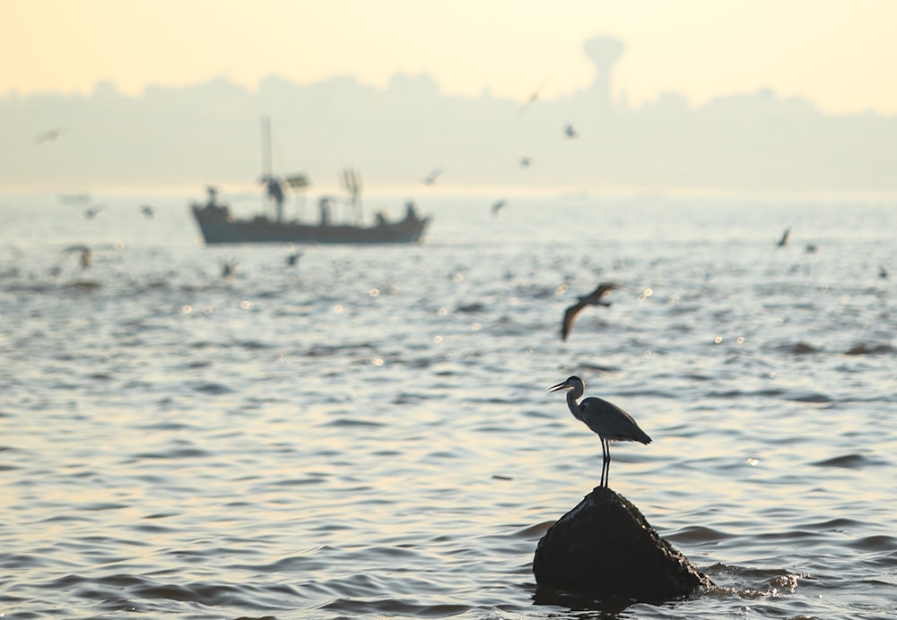 uccello nero sulla roccia nera in mezzo al mare durante il giorno