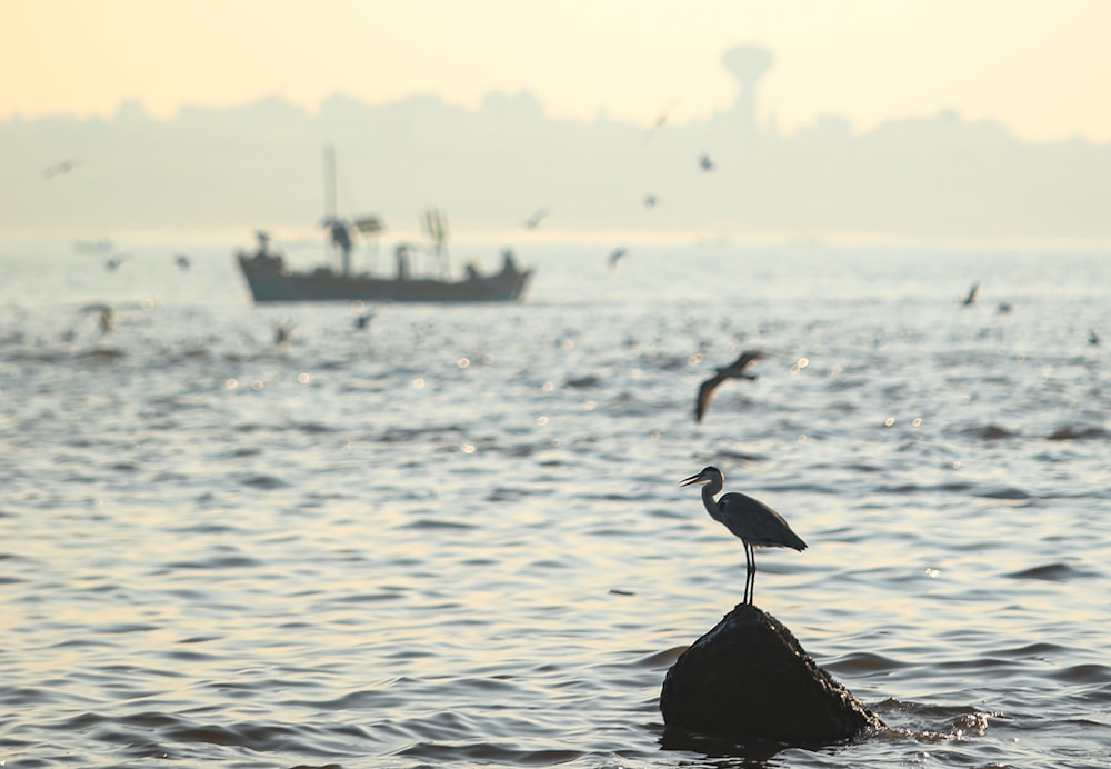 oiseau noir sur le rocher noir au milieu de la mer pendant la journée