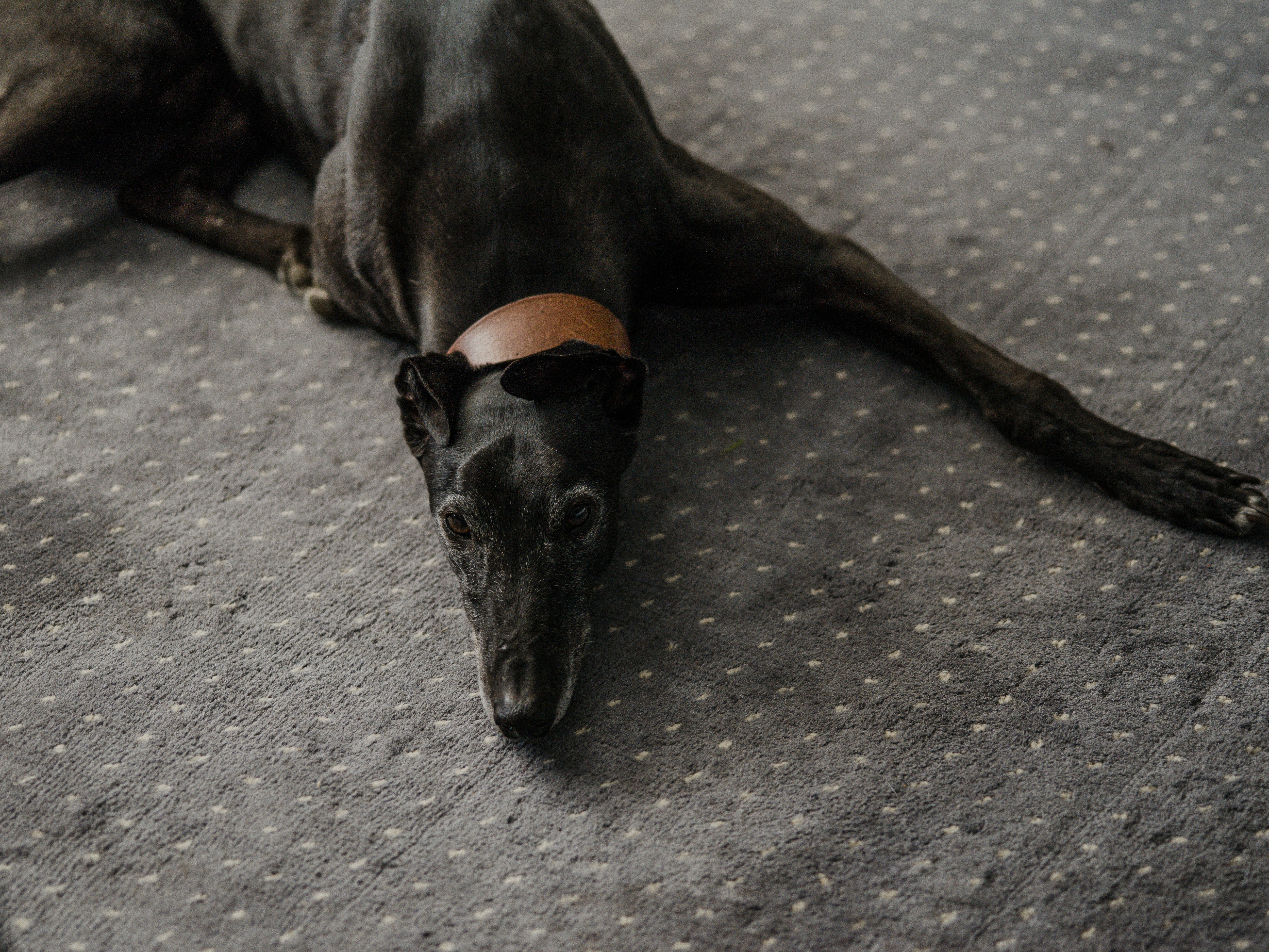 8. Greyhound (image credits: unsplash)