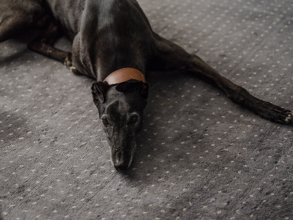 black short coated dog lying on gray carpet