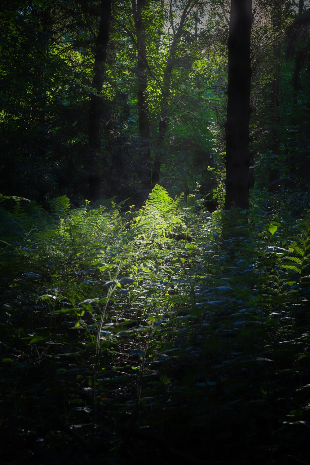 green moss on green trees