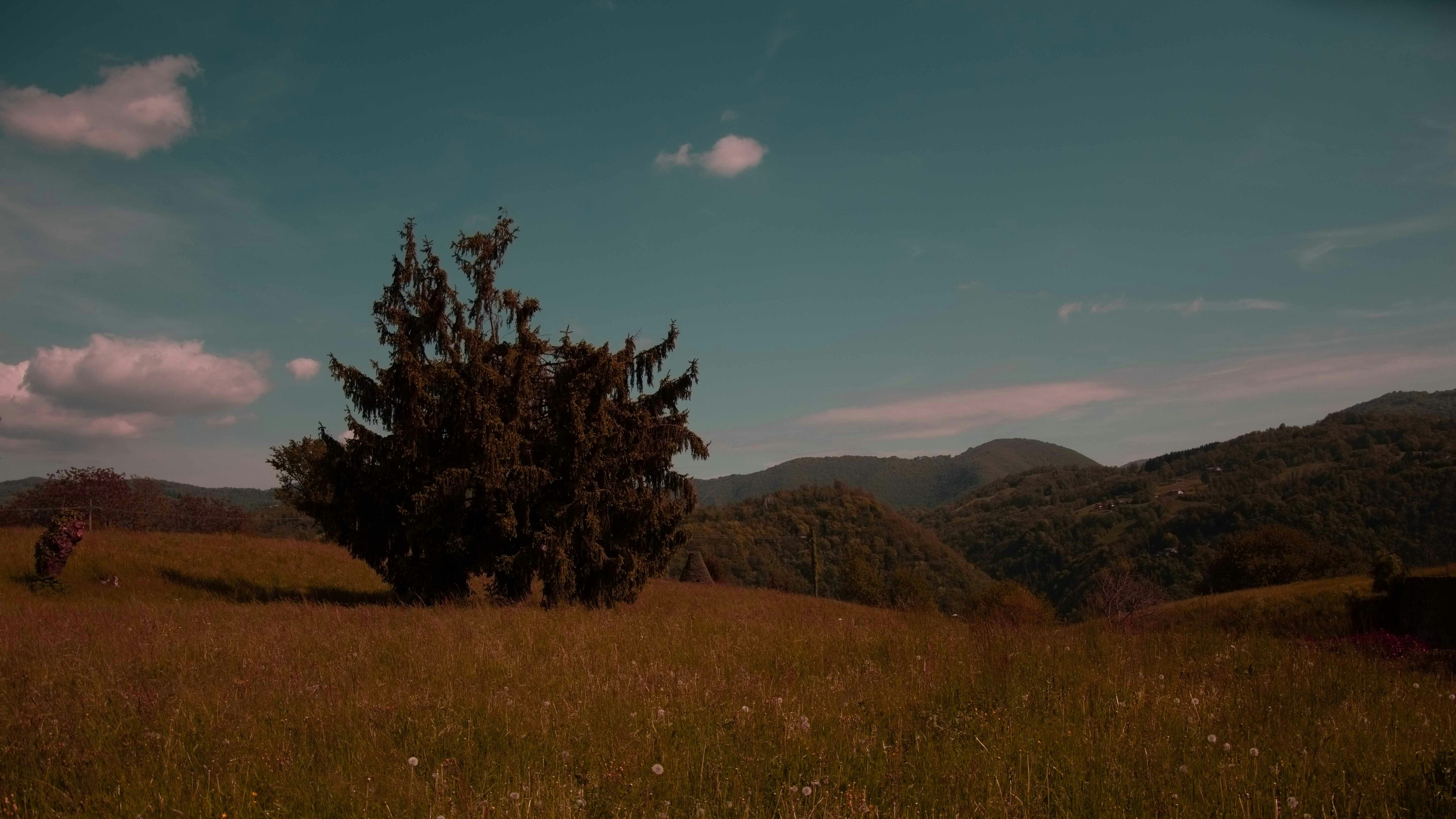 green tree on brown grass field during daytime 풍경 사진