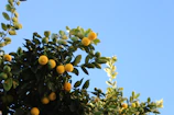 Close-up of a vibrant lemon tree branch heavy with ripe yellow lemons against a clear blue sky.