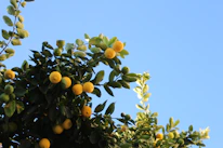 Close-up of a lemon tree branch heavy with ripe yellow lemons against a blue sky.
