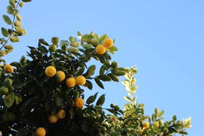 Close-up of a lemon tree branch heavy with ripe yellow lemons against a blue sky.