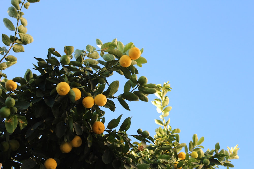 fruta alaranjada na árvore sob o céu azul durante o dia