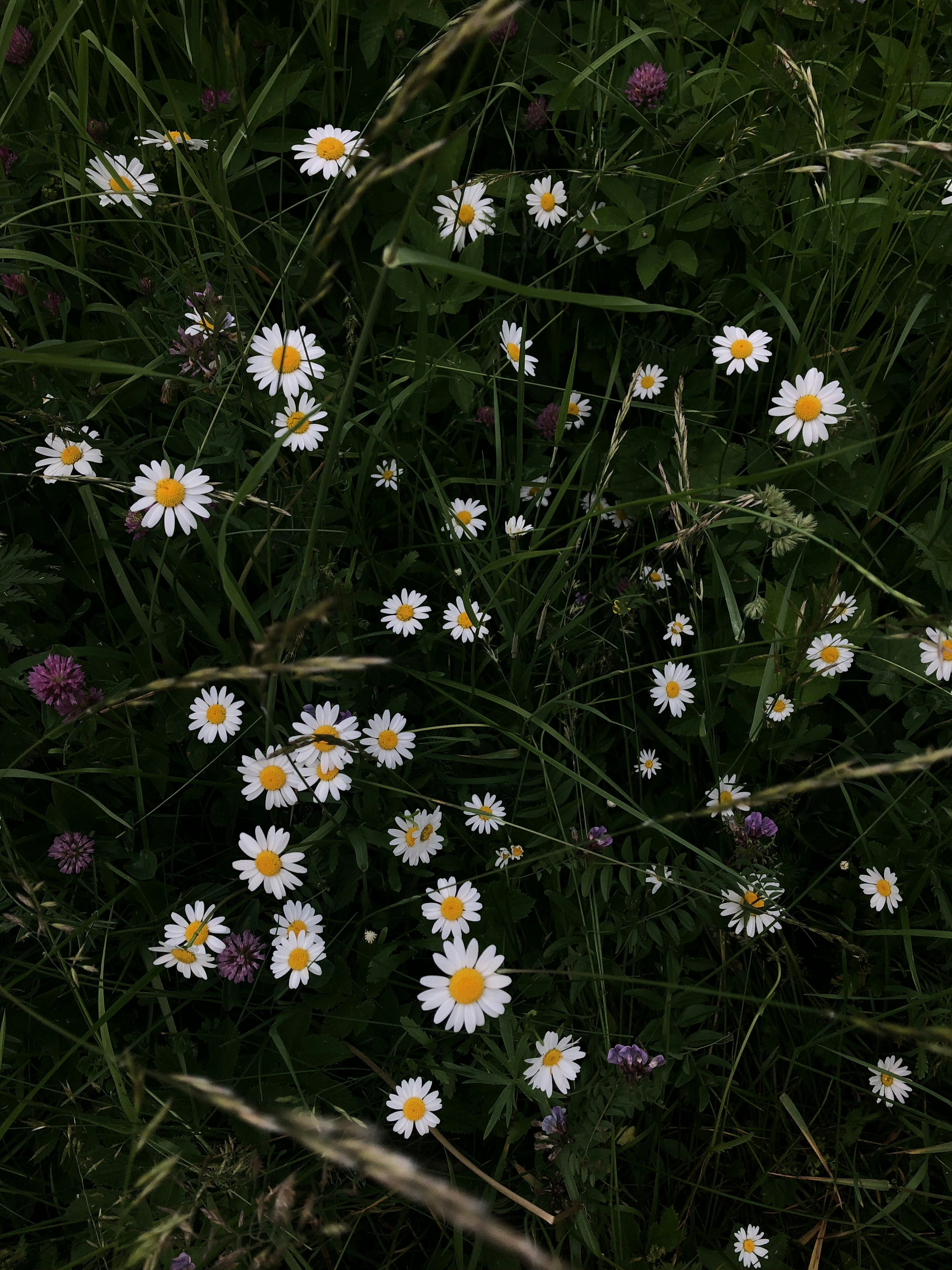 Photo by vertinskaya