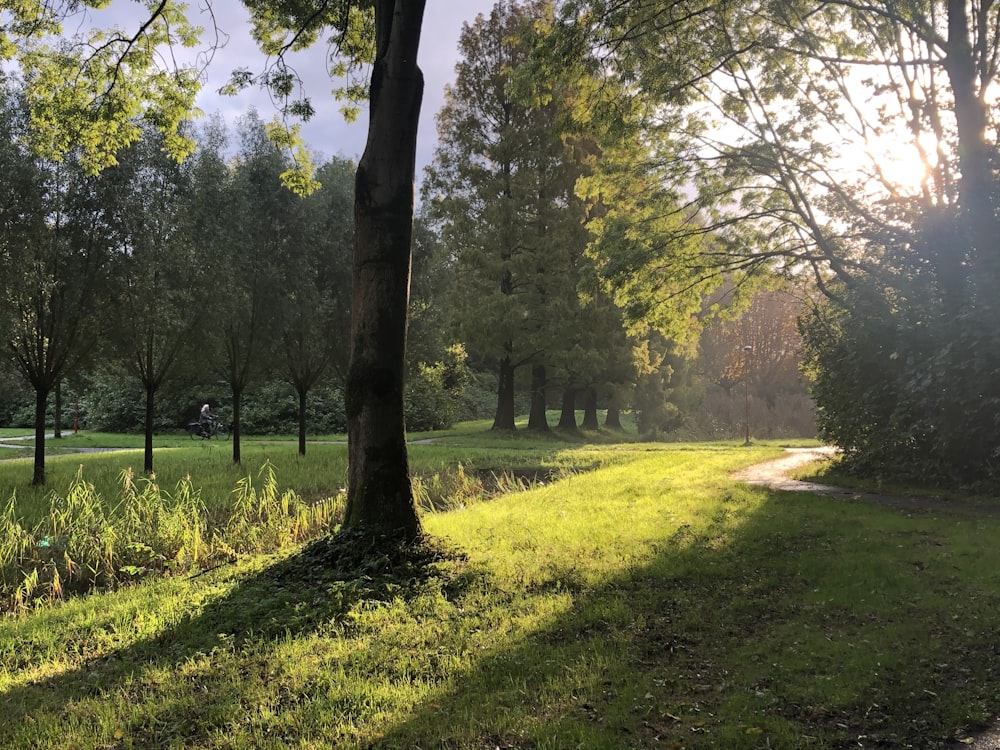 green grass field with trees