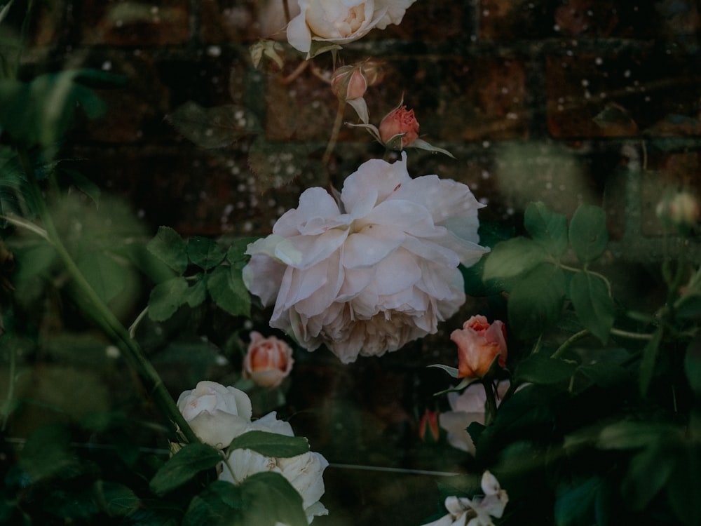 fleur blanche et rose en gros plan photo – Photo Double exposition Gratuite  sur Unsplash