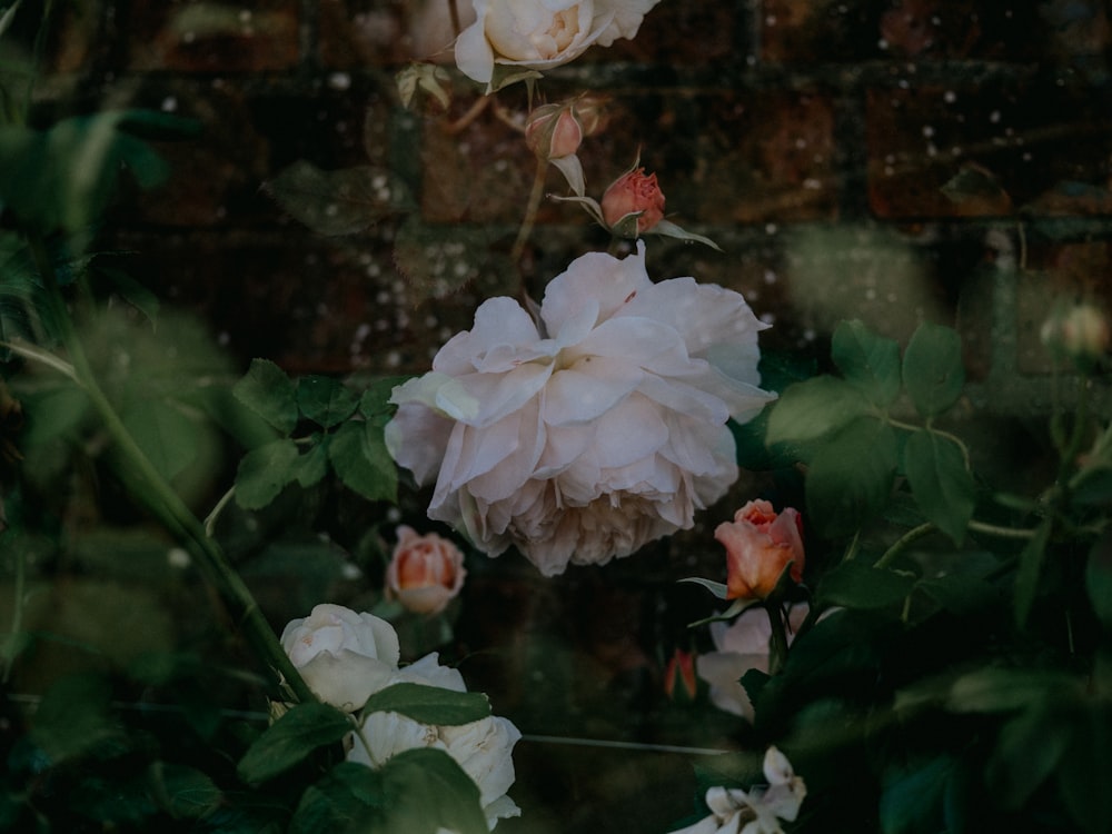 white and pink flower in close up photography