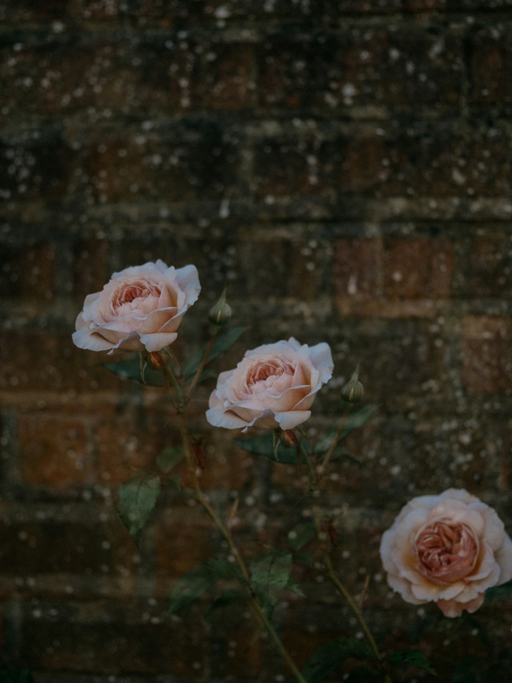 pink rose in bloom during daytime