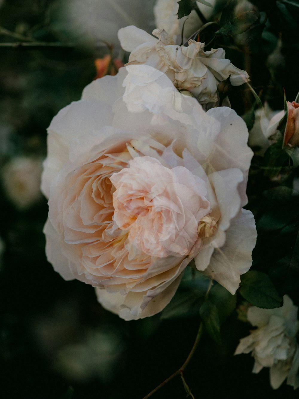 white flower in tilt shift lens