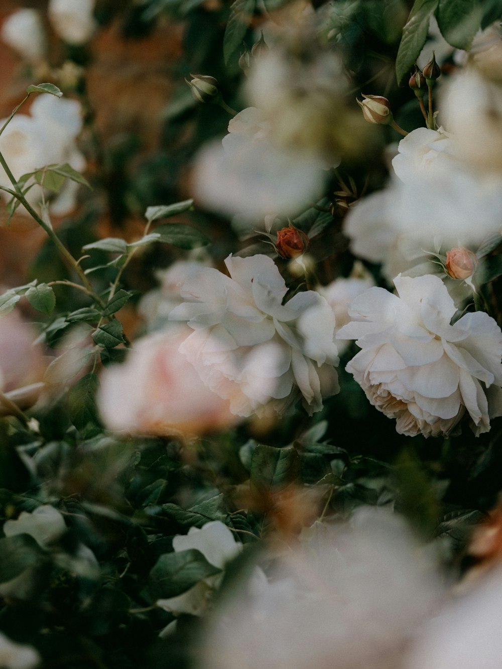 weiße Blüten mit grünen Blättern