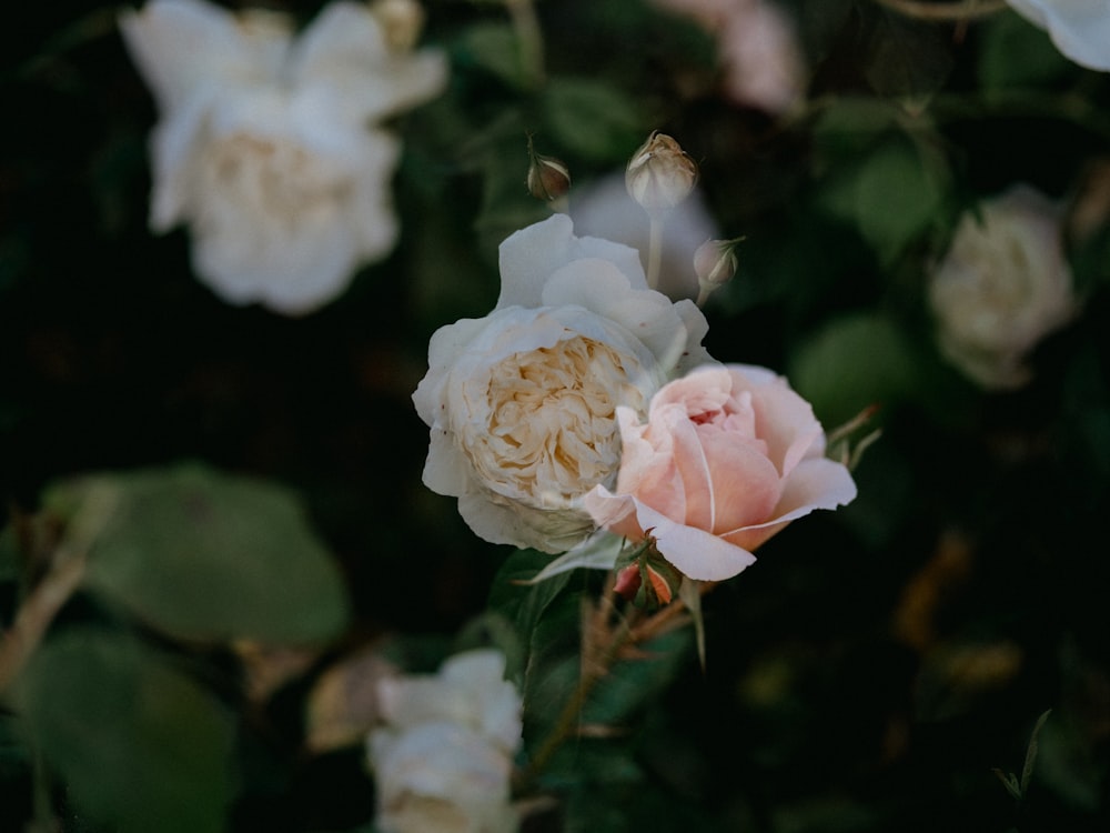 white rose in bloom during daytime