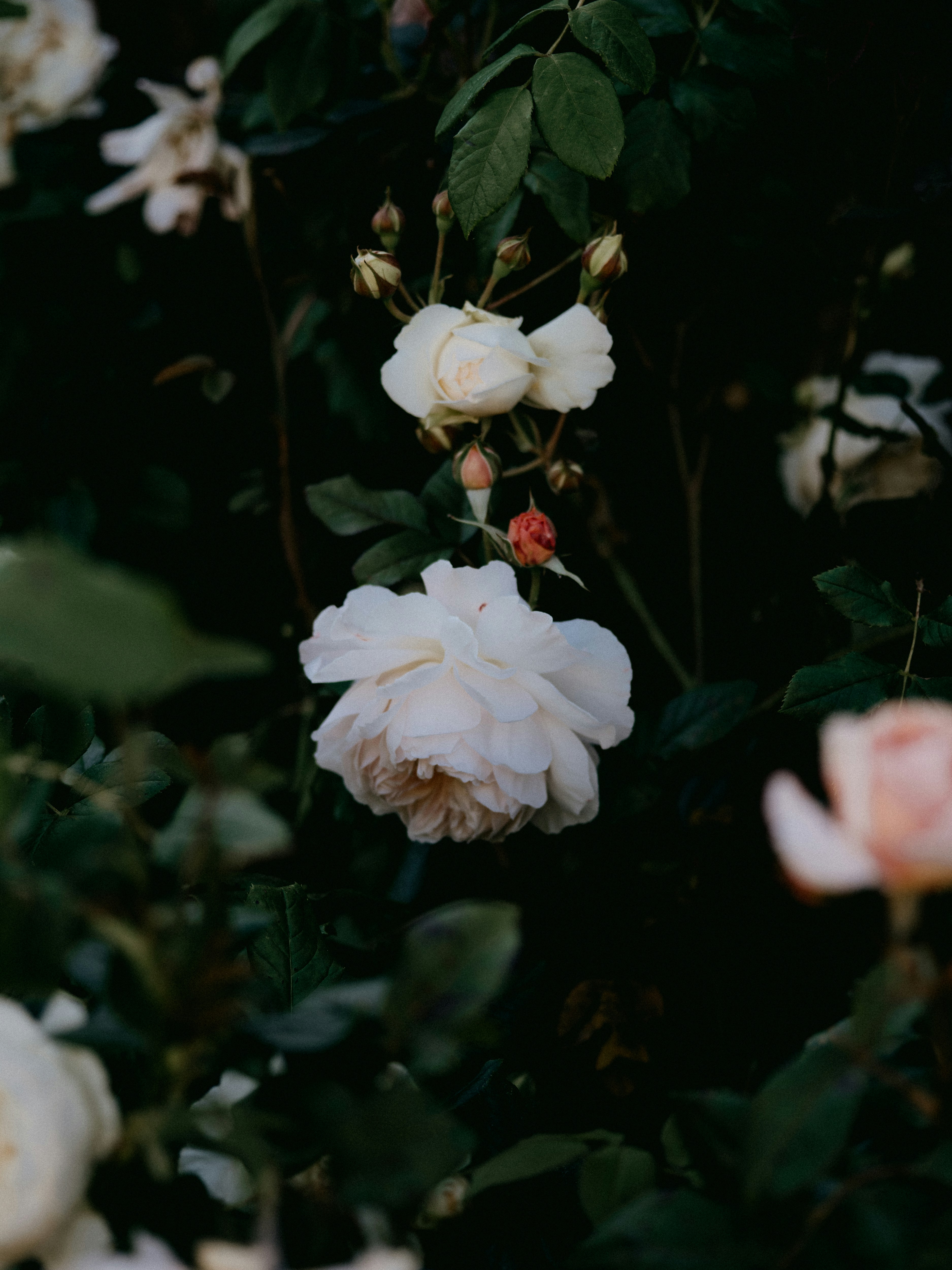 Photo by anniespratt