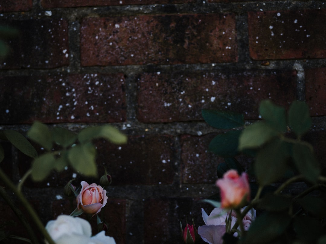 pink and white flowers beside brown brick wall