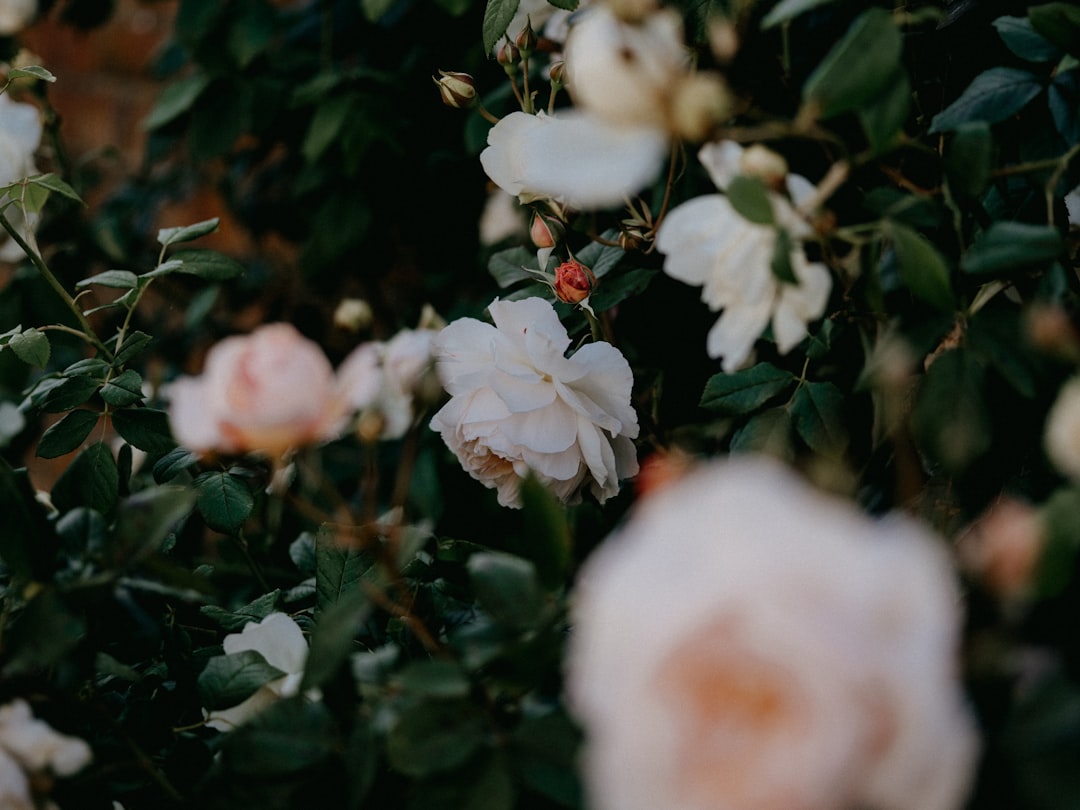 white and pink flowers with green leaves