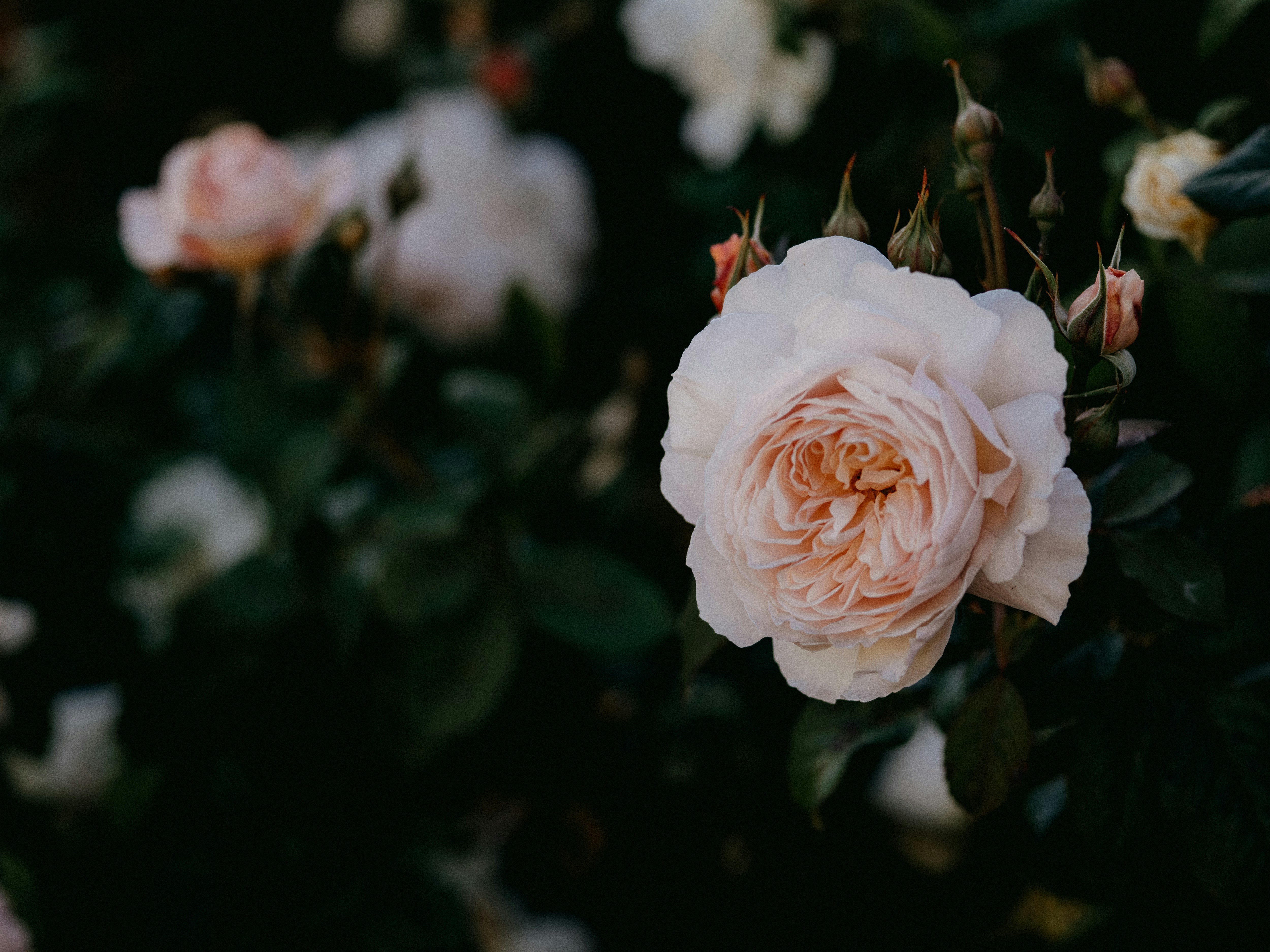 Photo by anniespratt