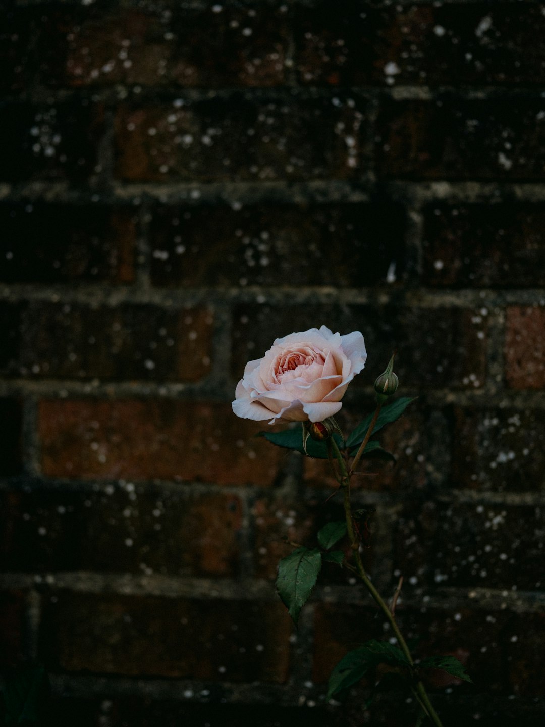 pink rose in bloom during daytime