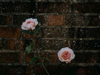 pink rose in bloom during daytime