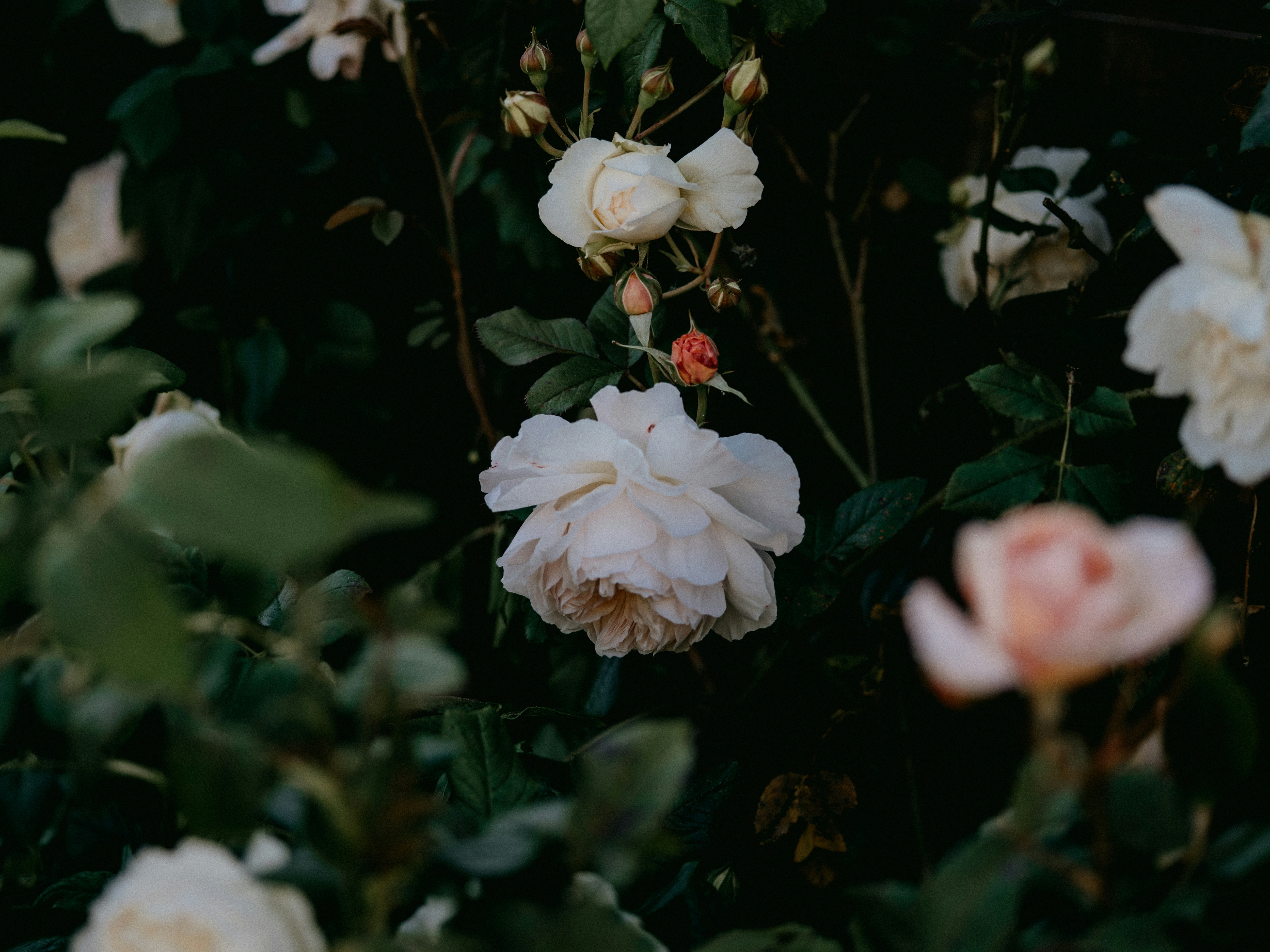 Photo by anniespratt