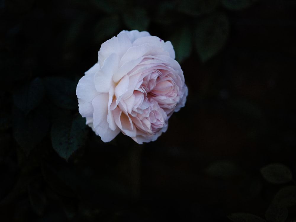 pink rose in bloom during daytime