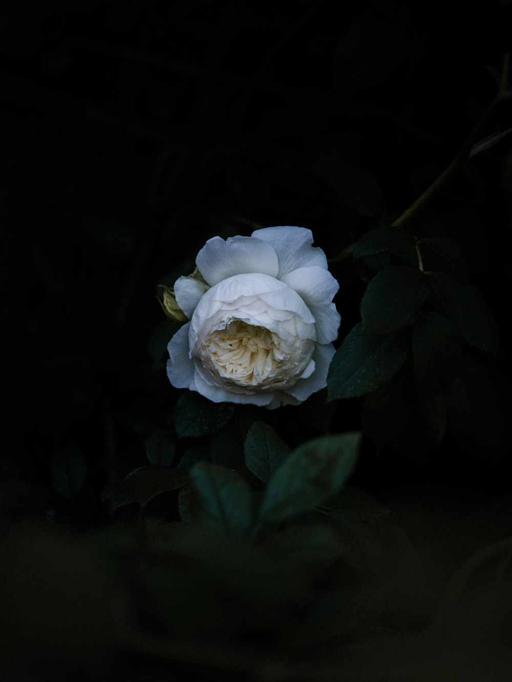 white rose in bloom close up photo