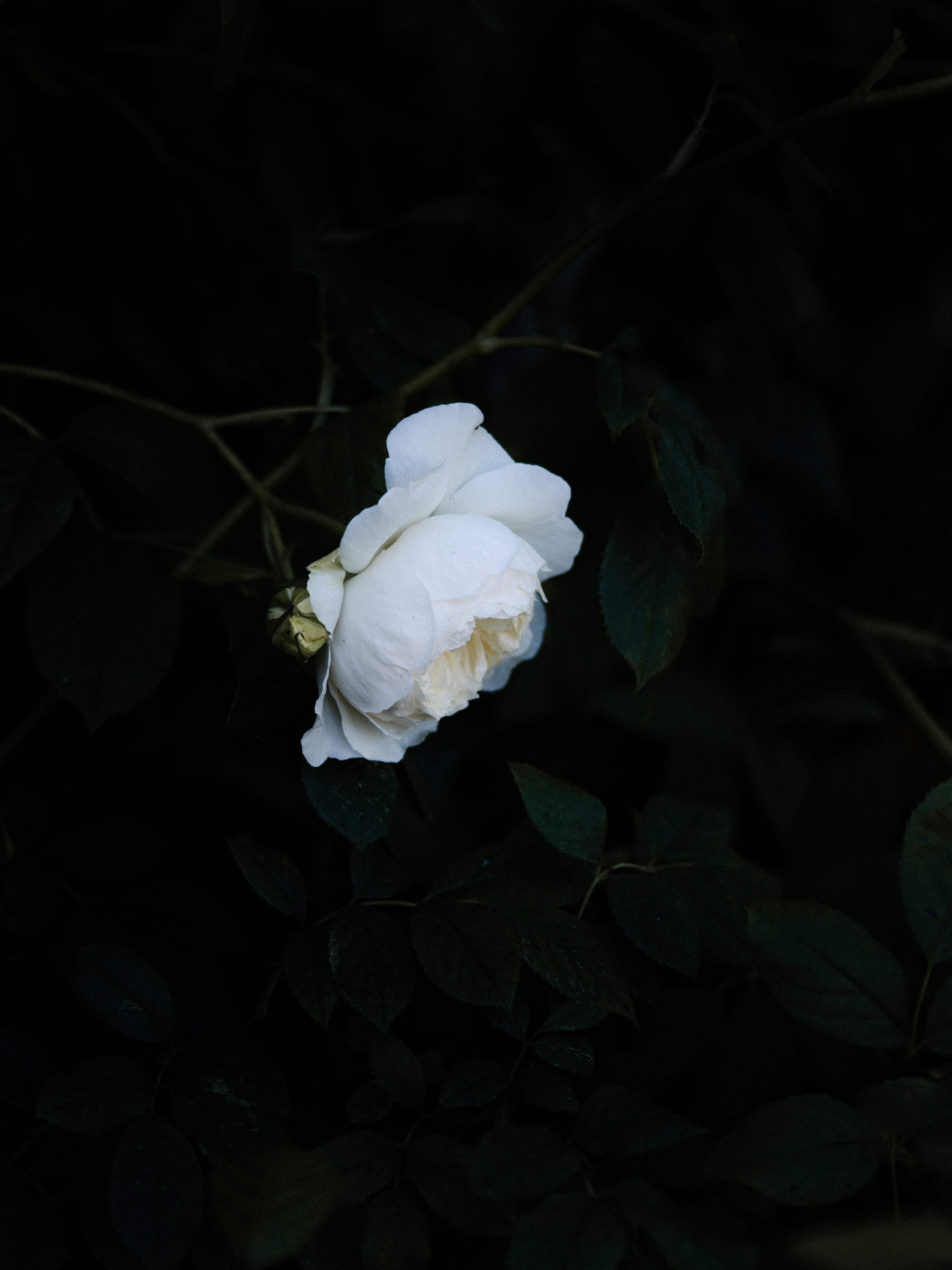 white flower with green leaves