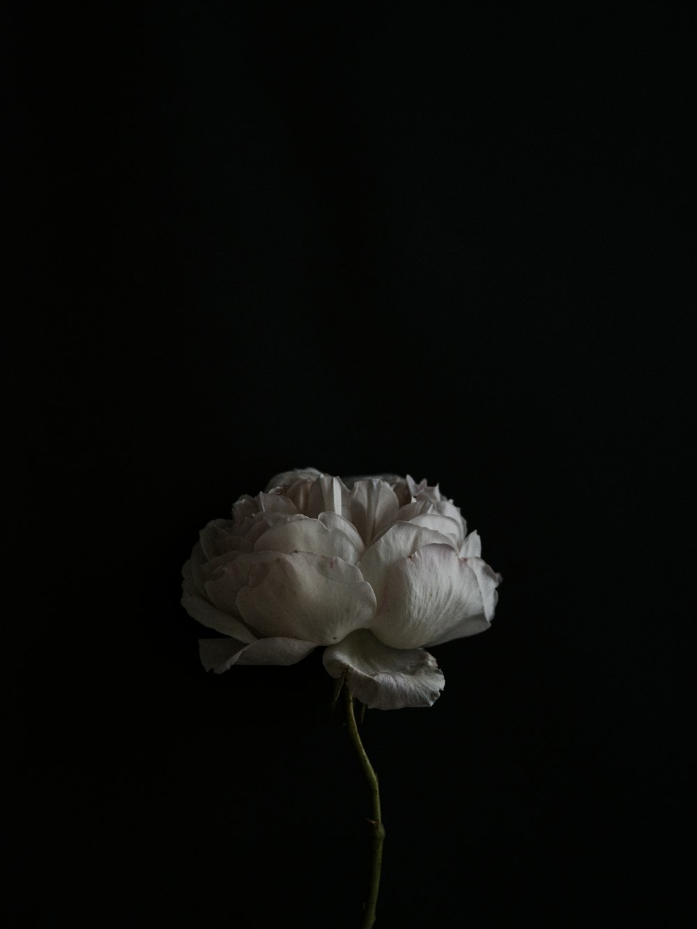 flor blanca sobre fondo negro
