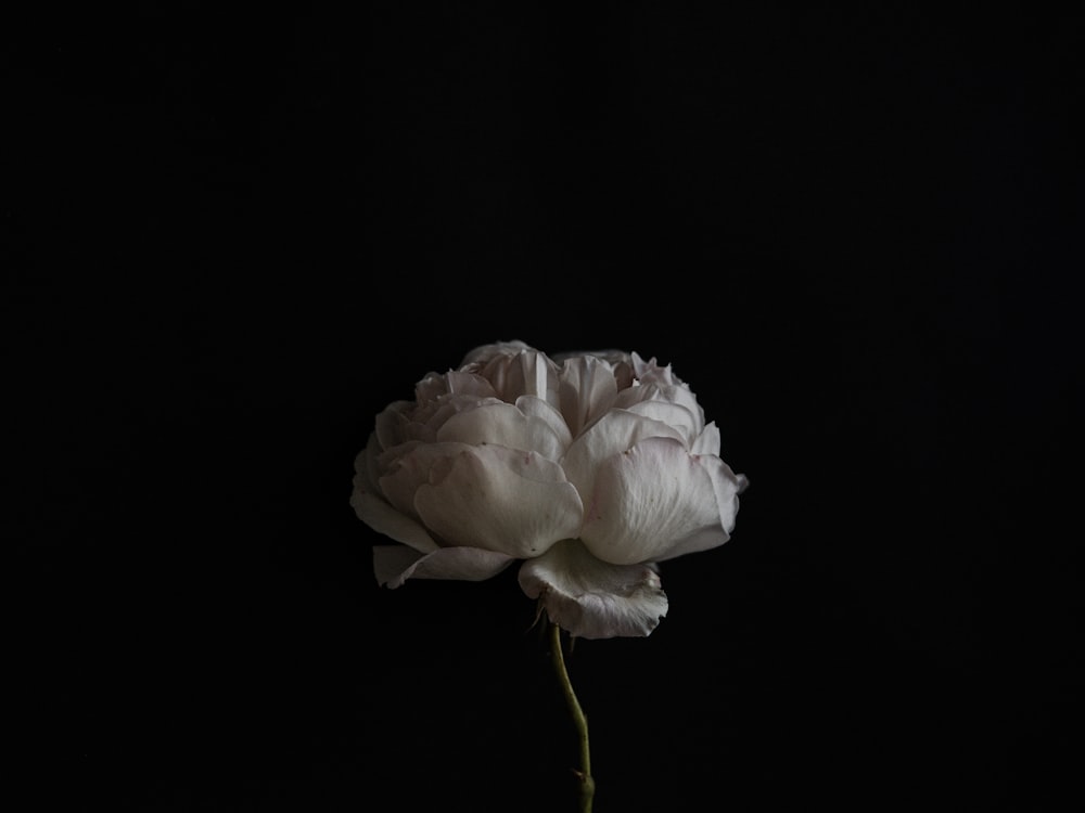 white rose in bloom close up photo