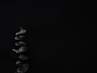 A single branch of eucalyptus leaves rests against a dark, nearly black background. The leaves are arranged in a vertical sequence, showcasing their rounded shape and muted green color.