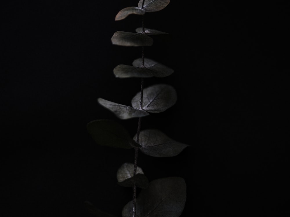 green leaf plant in dark room