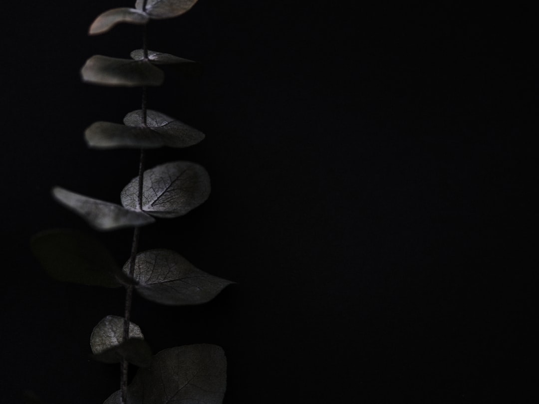 green leaves with black background