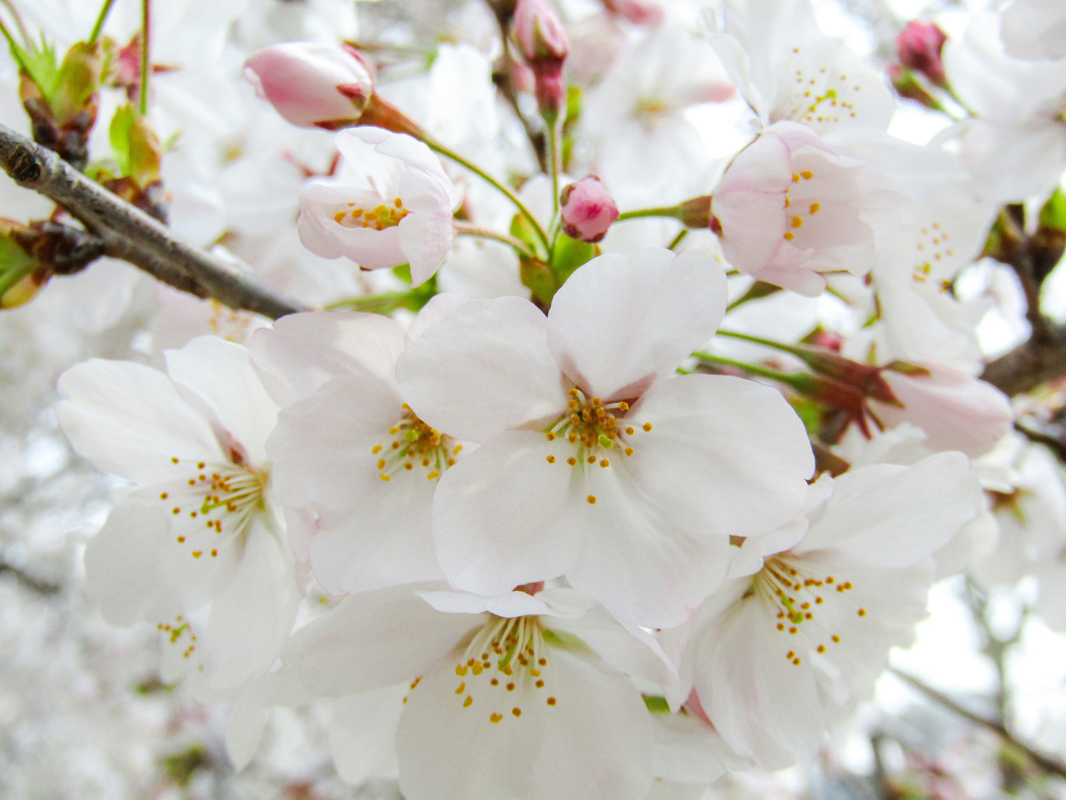 昼間に咲く白い桜の写真 Unsplashで見つける日本の無料写真