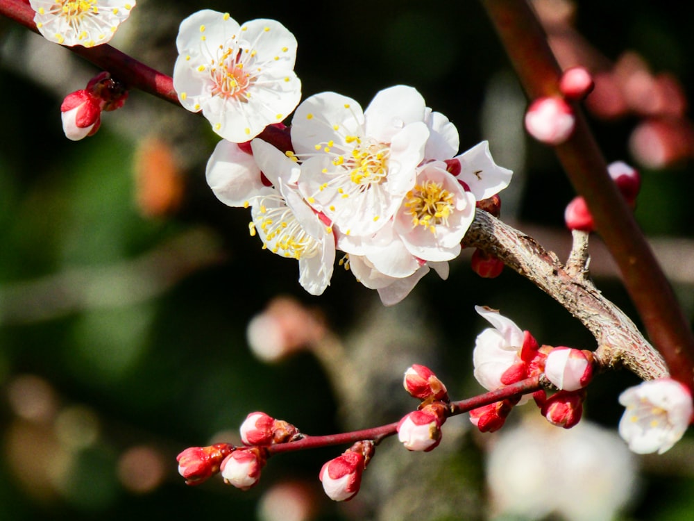 Flor de cerezo blanco en fotografía de primer plano