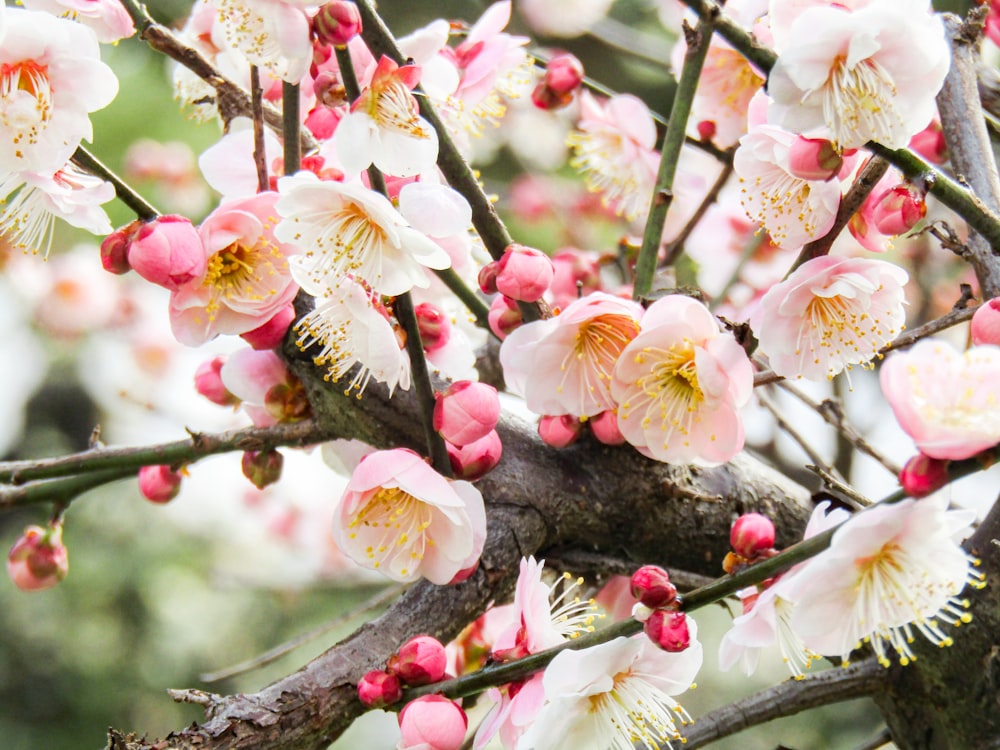 white and pink cherry blossom in close up photography