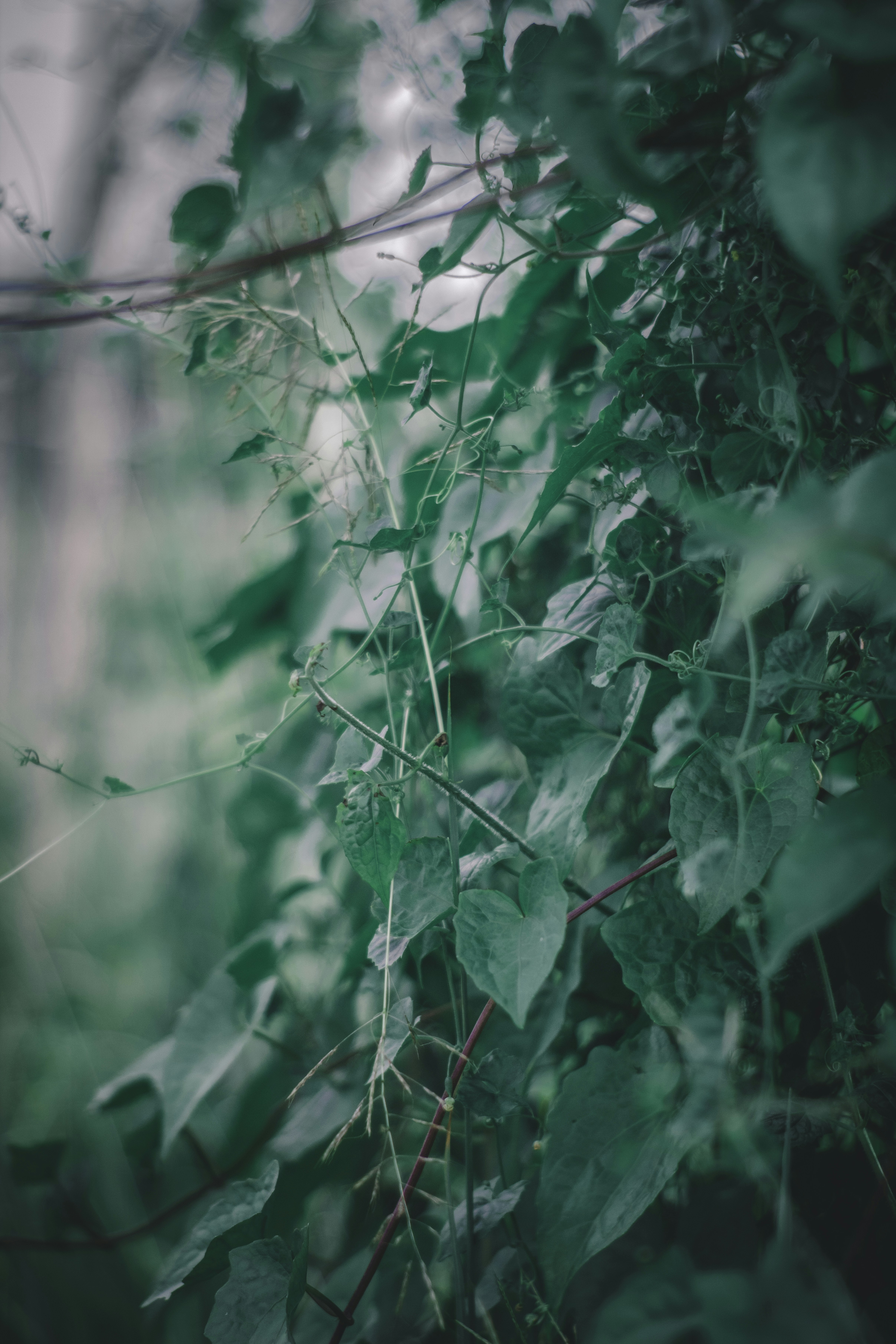 Photo by johnesperancilla