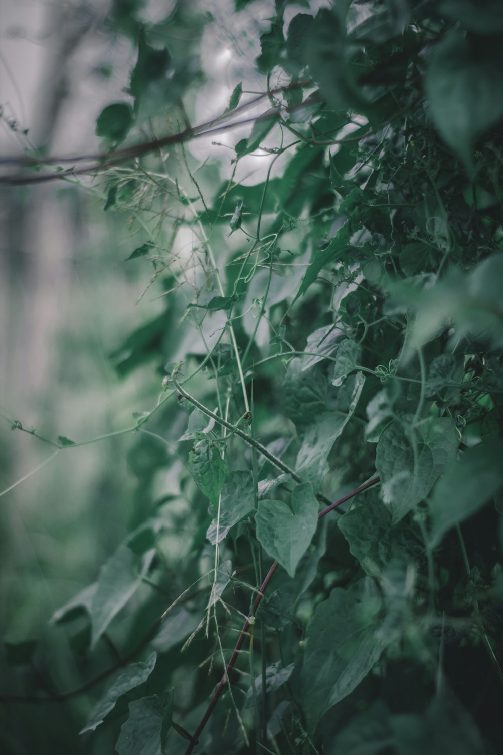 green leaves in tilt shift lens