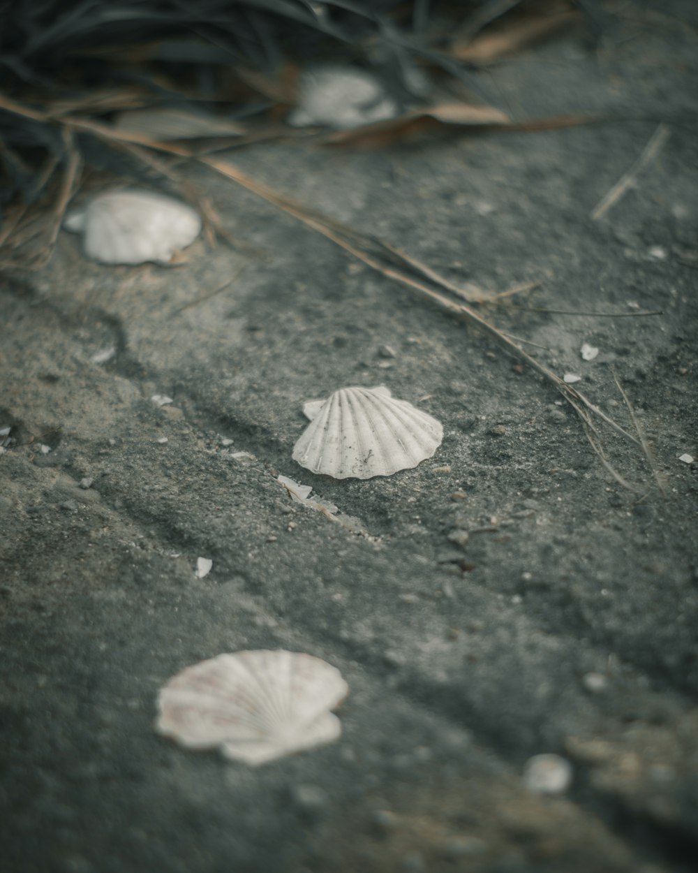 white and gray mushroom on black soil