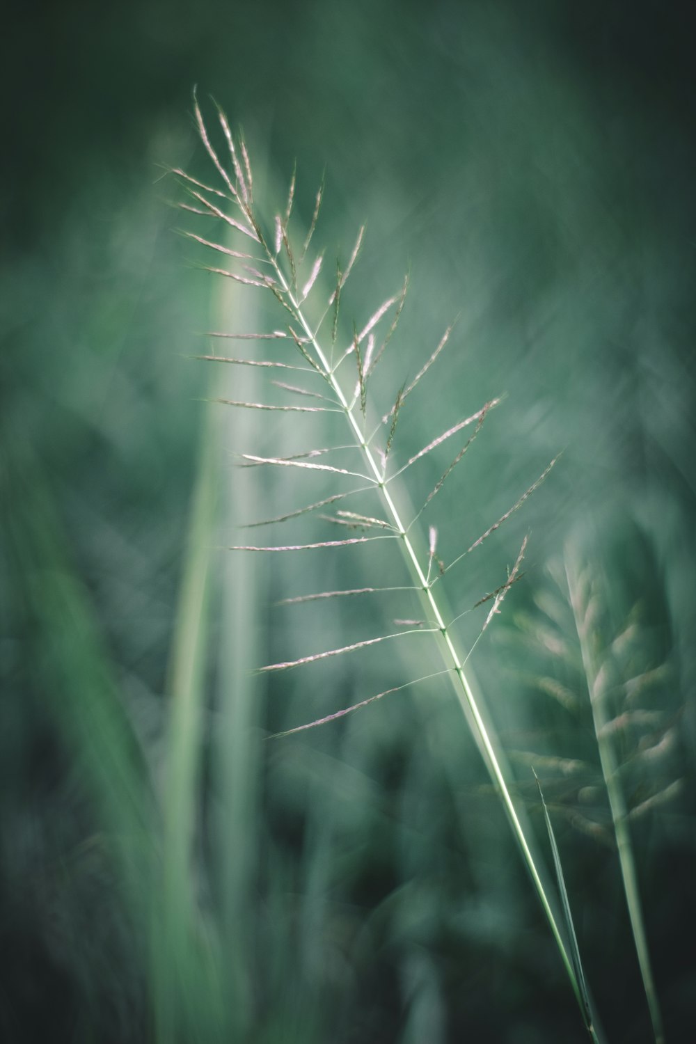 white wheat in close up photography