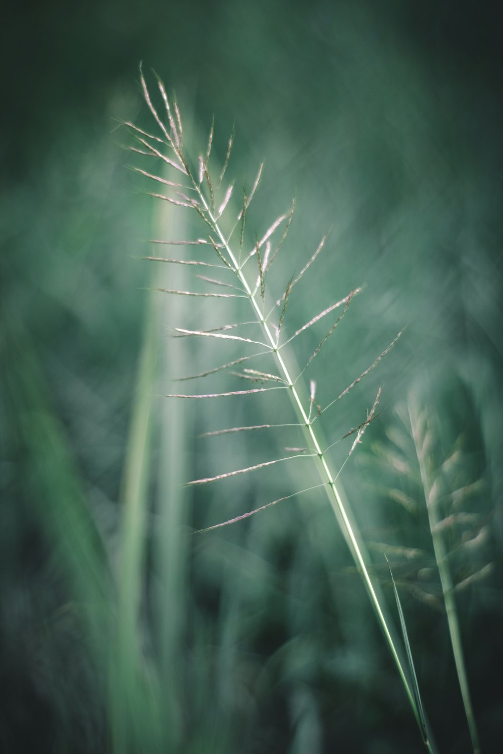 Trigo blanco en fotografía de primer plano