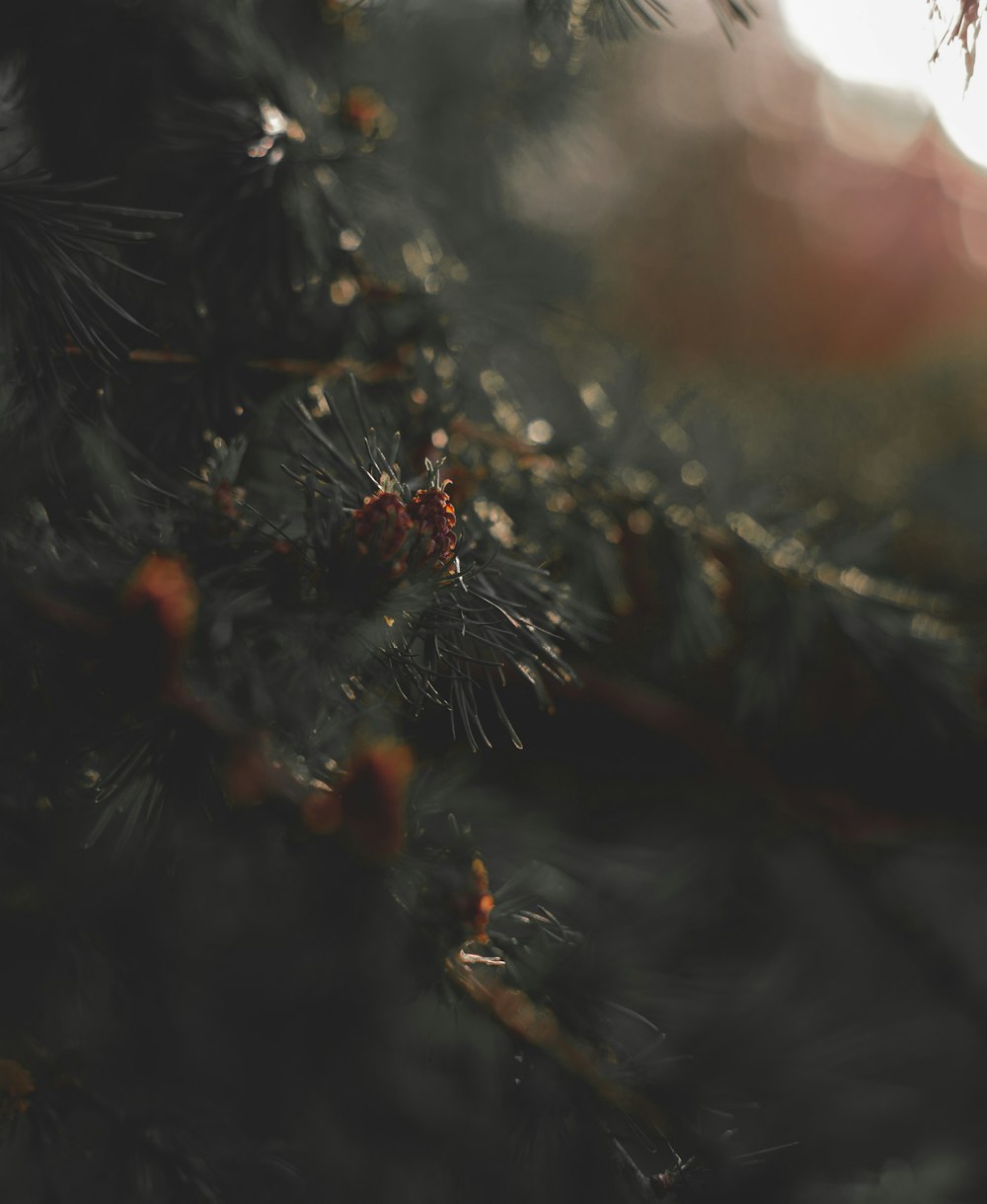 green pine tree with water droplets