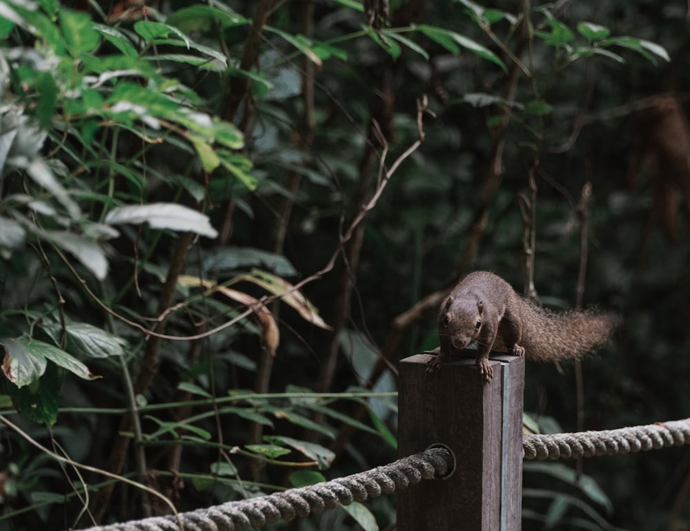 brown squirrel on brown wooden post