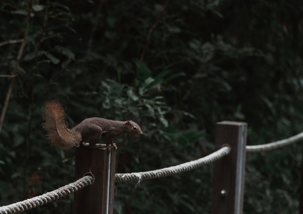 brown squirrel on brown rope