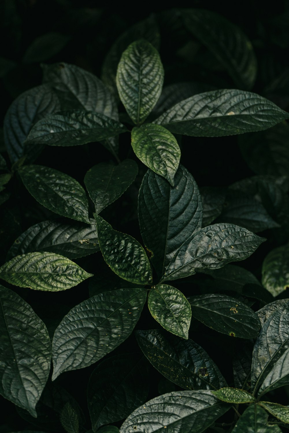 green leaves with water droplets