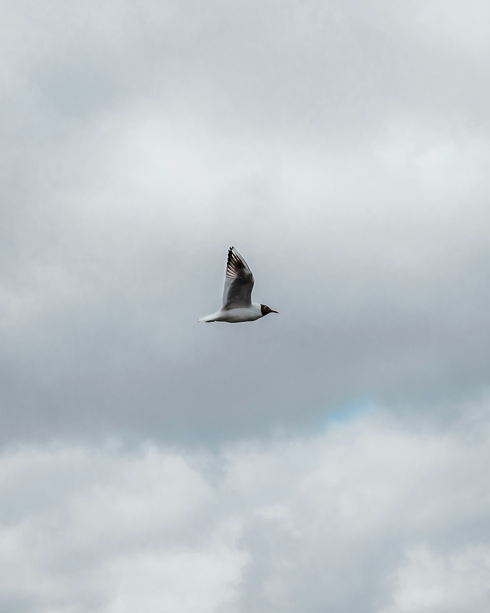 pássaro branco e preto voando sob nuvens brancas durante o dia