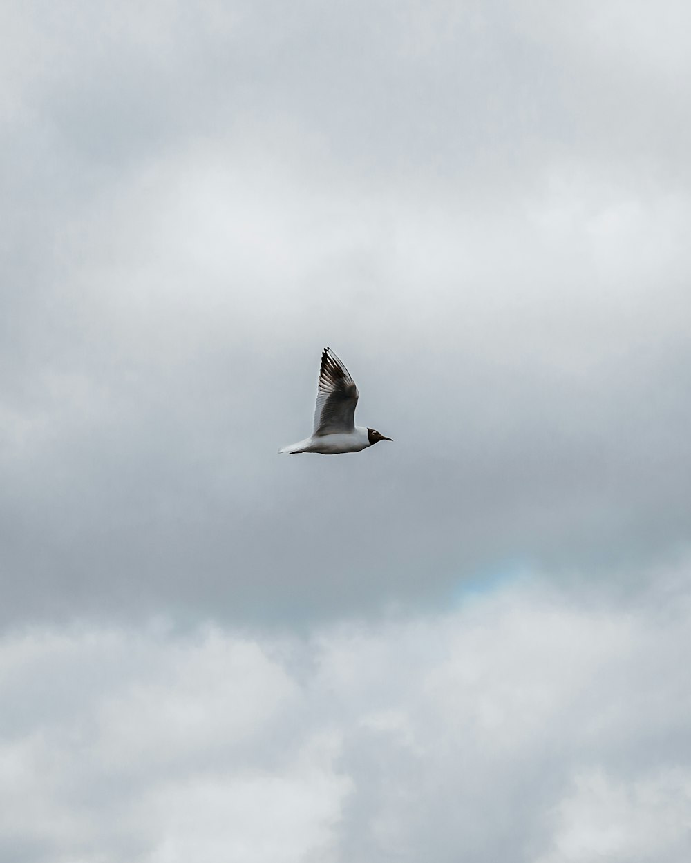 white and black bird flying under white clouds during daytime