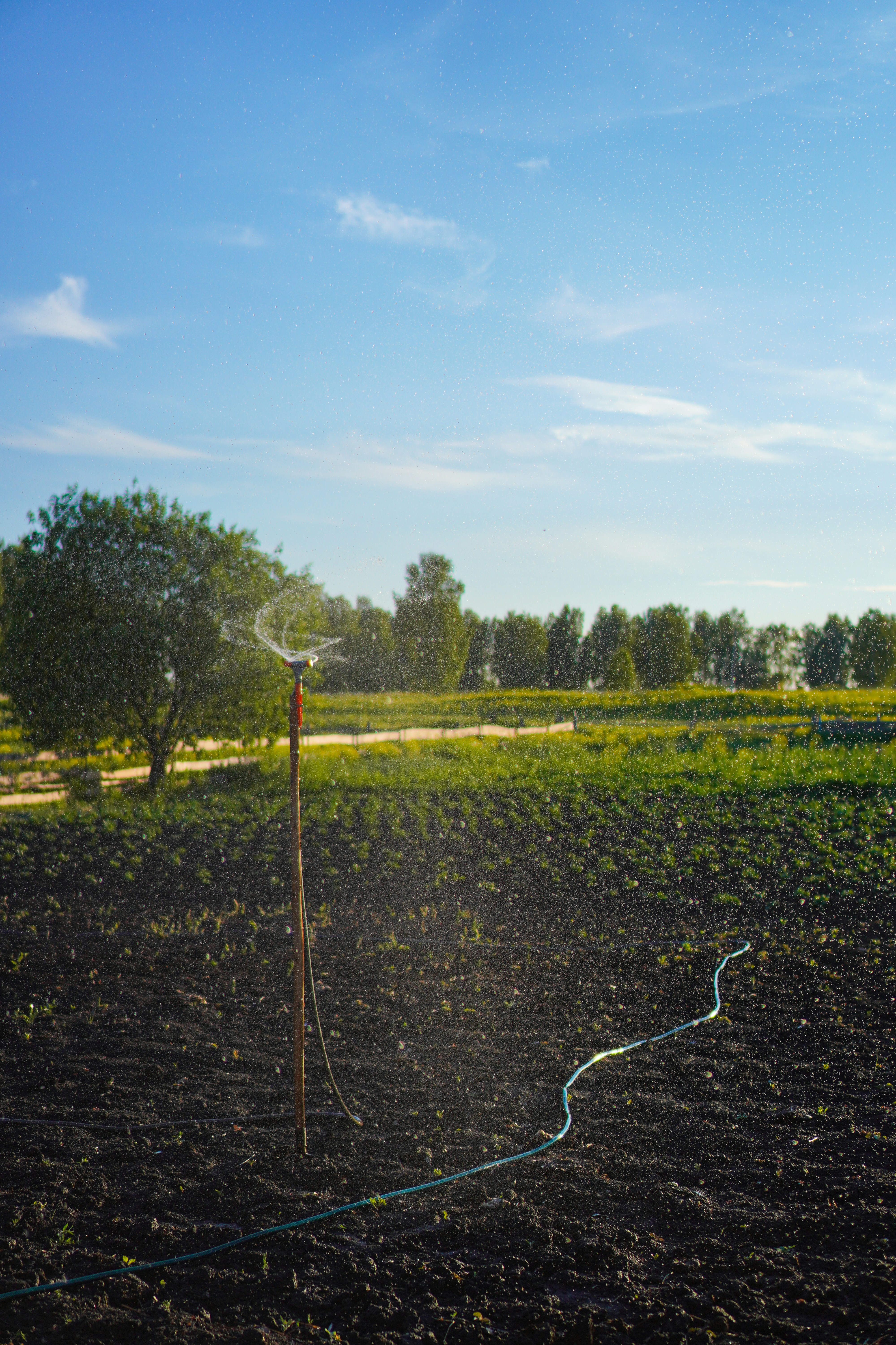 green grass field under blue sky during daytime