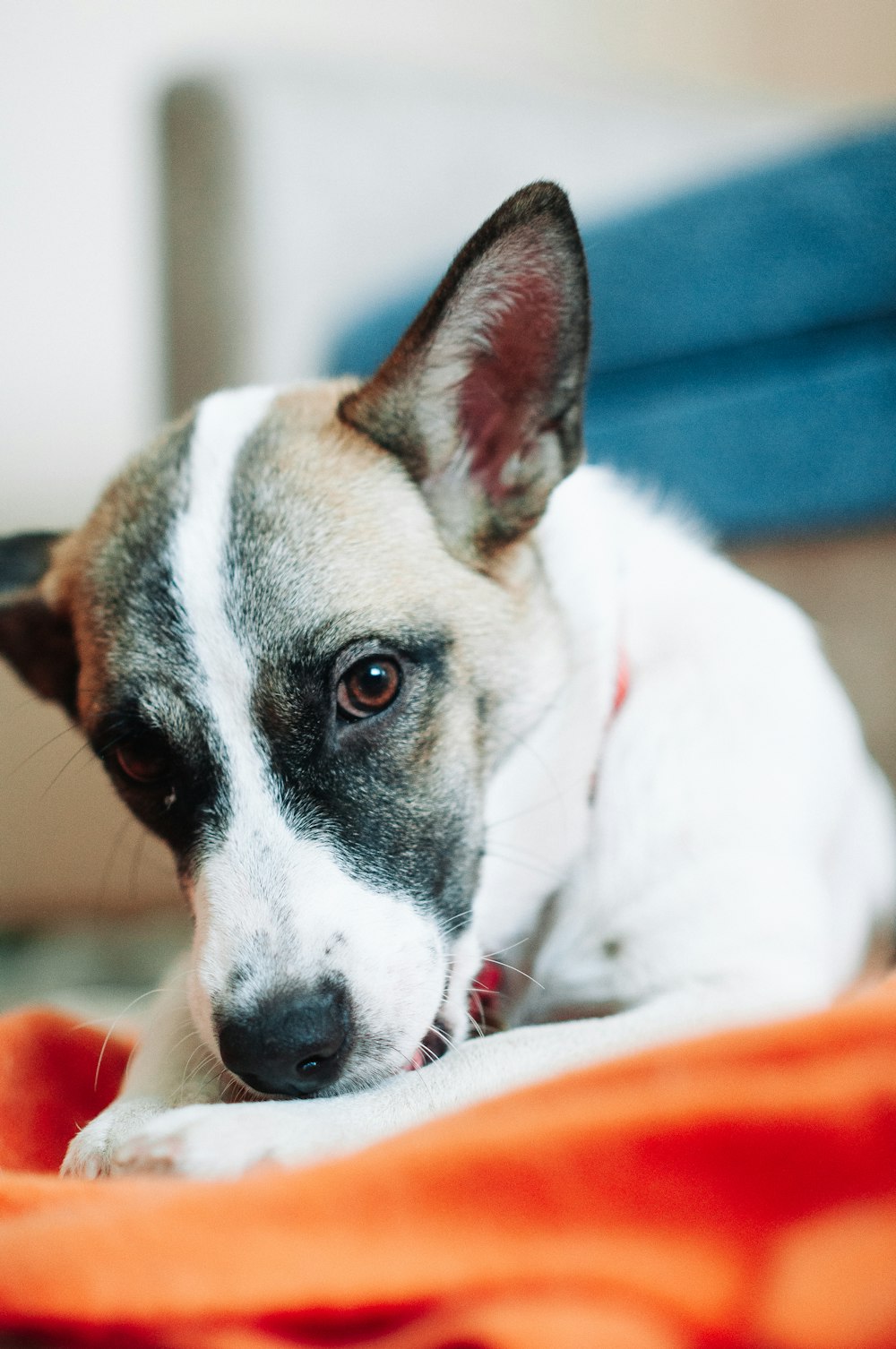 white and brown short coated dog lying on orange textile