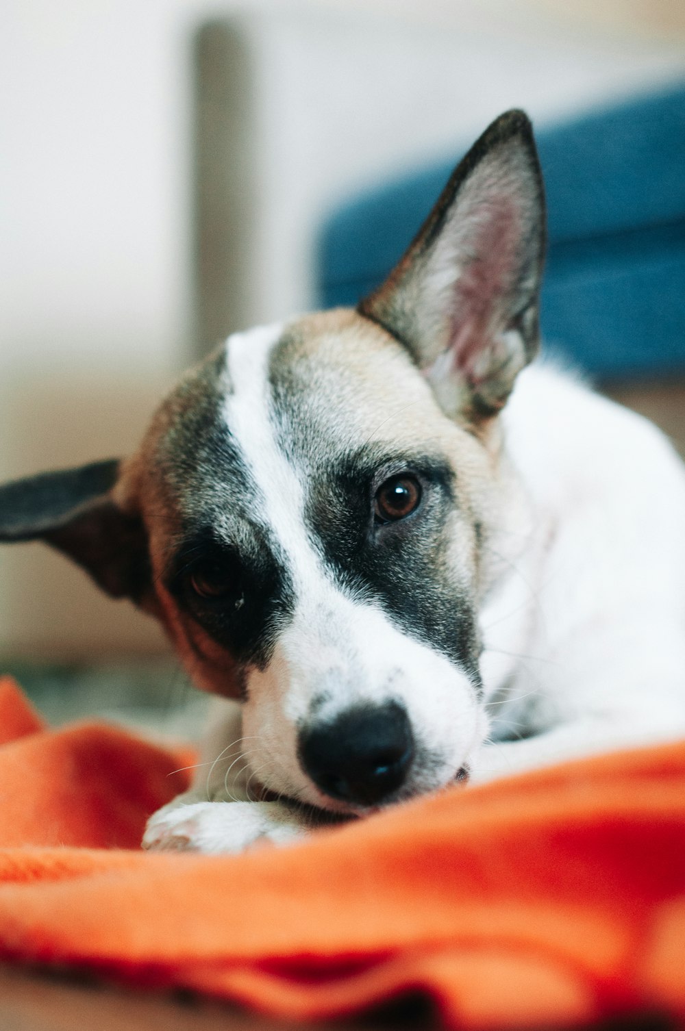 オレンジ色の布地に横たわる白と茶色の短いコートの犬